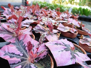 Vegetative Vermehrung Zuckerrohr