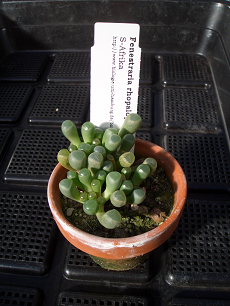 Fenestraria