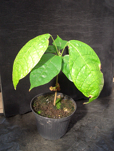 Kakao Pflanze