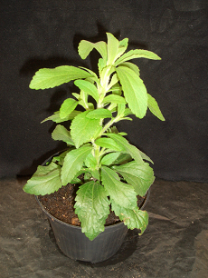 Stevia (Sortiment)