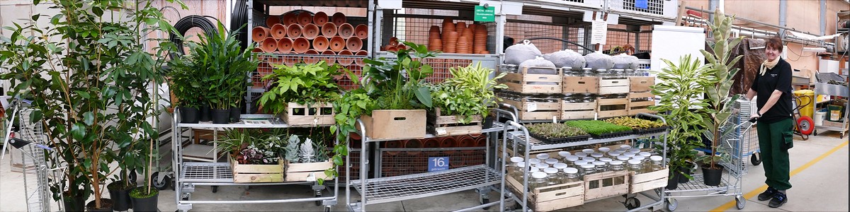 Pflanzenabholprogramm Botanischer Garten Universität Hamburg