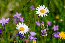 Saatmischung für Wildstaudenbeet