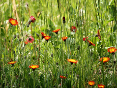 Saatmischung für Blumenrasen