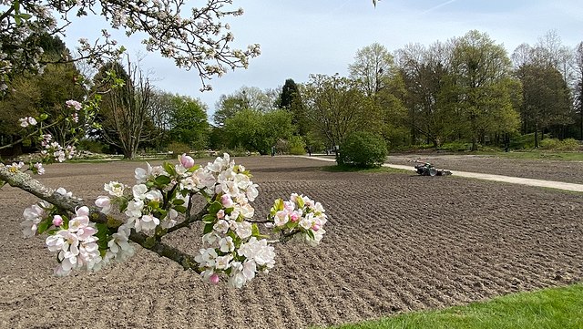 Von links ragt ein blühender Apfelbaumzweig ins Bild, im Hintergrund die braune Fläche einer frisch umgeharkten Wiese
