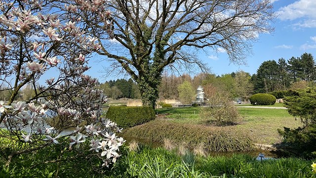 Blick in die Landschaft des Loki-Schmidt-Gartens. Im Vordergrund ragen Äste eines blühenden Magnolienbaumes ins Bild. Im Hintergrund Wiesen und Bäume