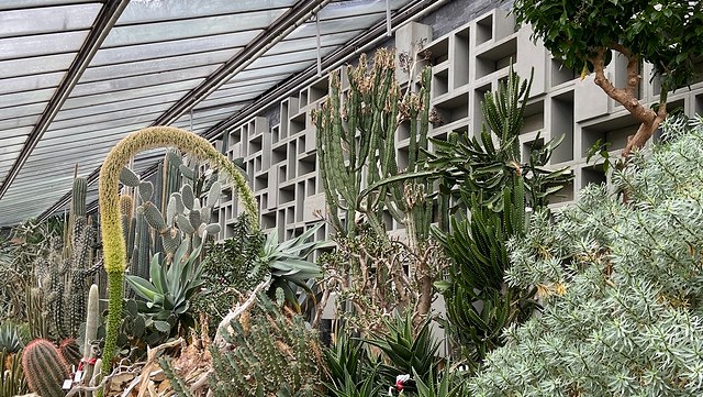 Blick in die Eingangshalle der Tropengewächshäuser des Botanischen Gartens. Vielzahl an Kakteen im Vordergrund, im Hintergrund eine graue Betonwand, darüber das Glasdach