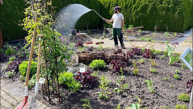 Ein junger Mann wässert mit einem Schlauch ein frisch gepflanztes Beet.