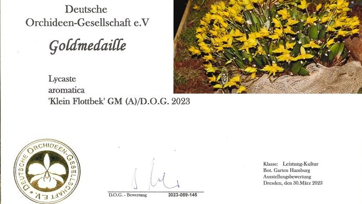 Urkunde Goldmedaille Deutsche Orchideen Gesellschaft e.V.