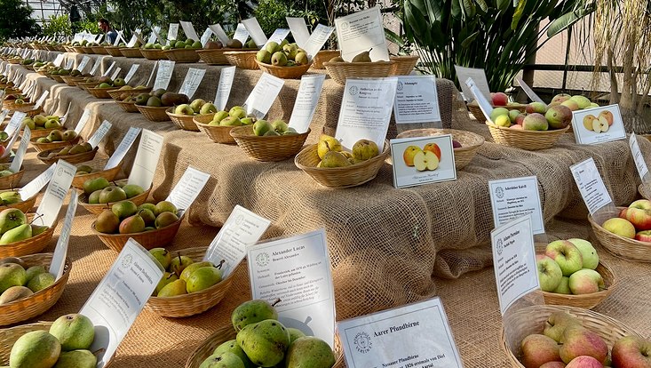 Blick auf einen Tisch mit hunderten Bastkörbchen mit Äpfeln drin Norddeutsche Apfeltage im Botanischen Garten