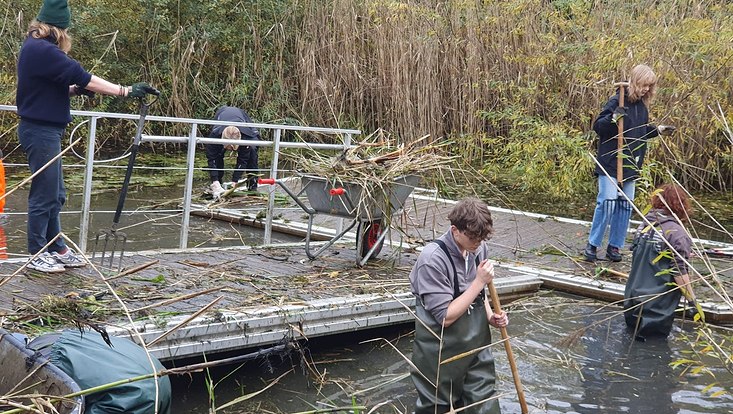 Mehrere Personen stehen in Wathosen und mit Mitgabeln bewaffnet in einem Teich und versuchen das Schilf zu entfernen