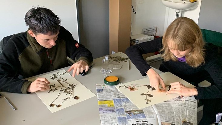 Zwei Personen über einen Tisch gebeugt. Sie kleben gepresste PFlanzen auf Pappen um ein HErbarium herzustellen