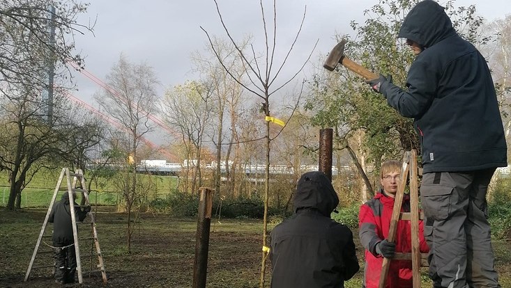 Mehrer Personen schlagen Pflöcke für eine Baumflanzung in den Boden