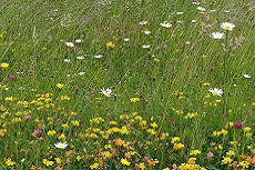 Saatmischung für Wildblumenwiese