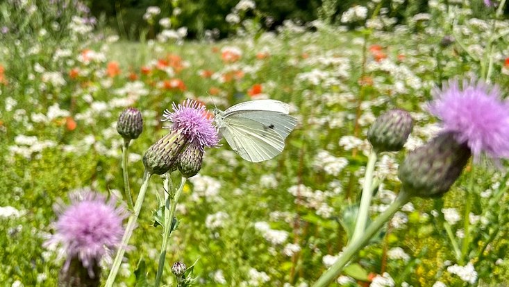 bunte Blühwiese mit einem weißen Schmetterling auf einer lila Blüte