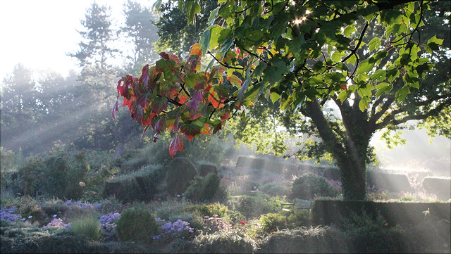 Der Botanische Garten im sommerlichen Frühnebel.