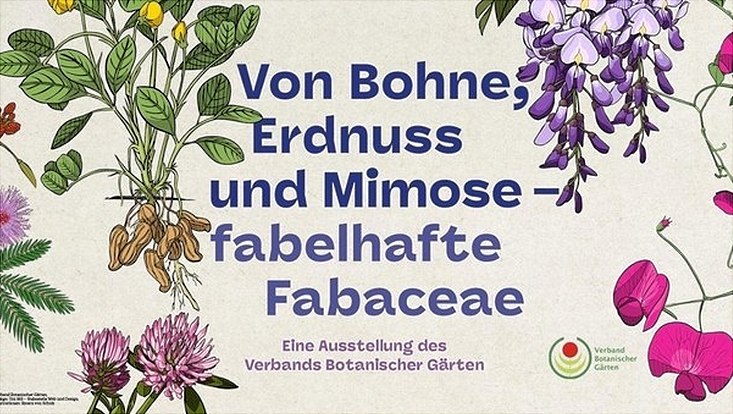 Ankündigungsplakat zur Ausstellung Fabelhafte Fabaceae