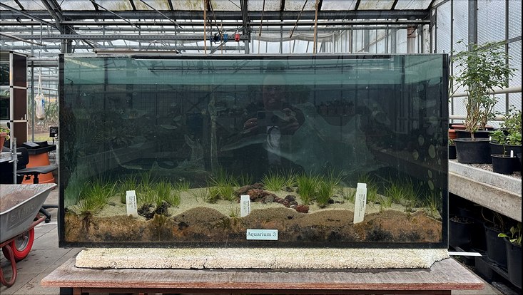 Frontalansicht eines großen Aquariumbeckens im Loki-Schmidt-Garten Hamburg