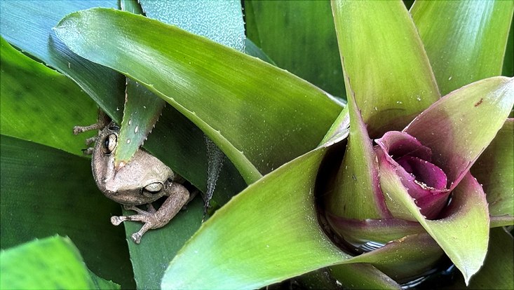 Frosch in Brommelienpflanze