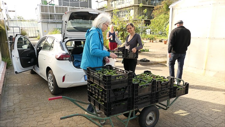 Thea Lautenschläger mit einer Schubkarre voll von Bistorta officinalis