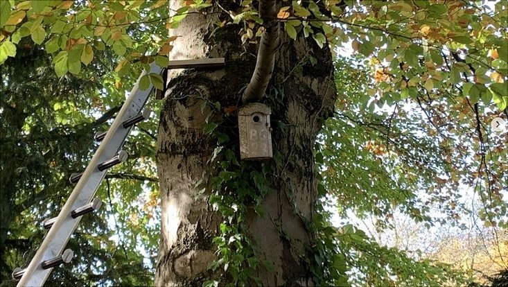 Nistkasten in einem Baum