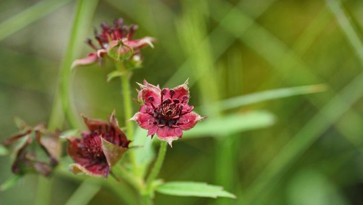 Nahaufnahme eines Sumpf-Blutauges, der Blume des Jahres 2025