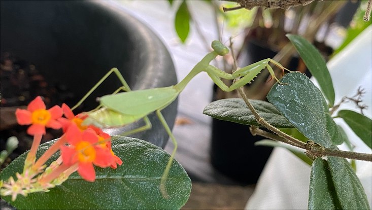 Eine Gottesanbeterin zwischen zwei Blättern