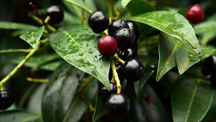 Nahaufnahme eines Kirschlorbeerbusches