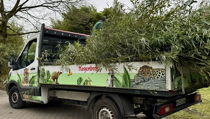 Die Ladefläche eines Lastwagens vom Zoo Hagenbecks Tierpark im Loki-Schmidt-Garten, beladen mit Bambus