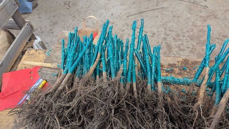 Veredelte Reiser beim Obstbaumschnitt. Eine Kiste voller Zweige, die veredelt wurden