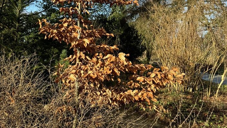 Marzeszenz - wenn die Bäume im Winter ihre Blätter behalten. Hier ein Bild von einem Buchenstrauch im Winter mit seinen braunen Blättern dran.