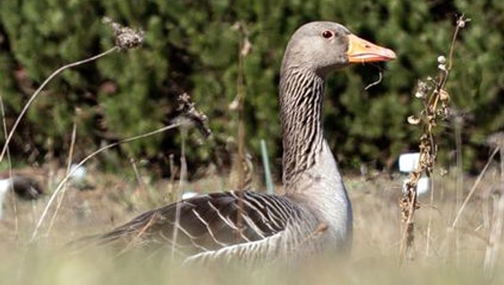 Eine GRaugans in der Wiese im Loki-Schmidt-GArten