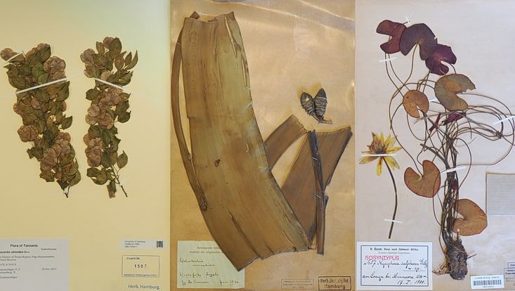 Herbarbeleg mit drei verschiedenen Pflanzen