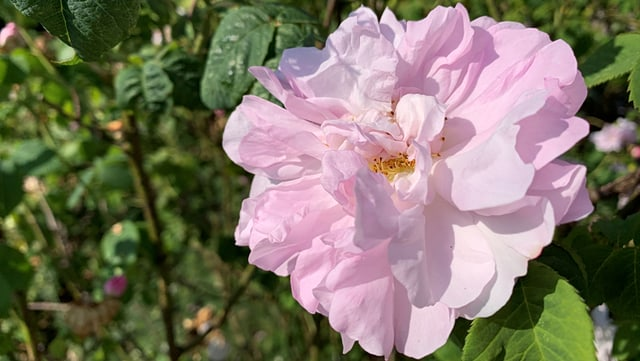 Nahaufnahme einer pinken Damaszener-Rosenblüte