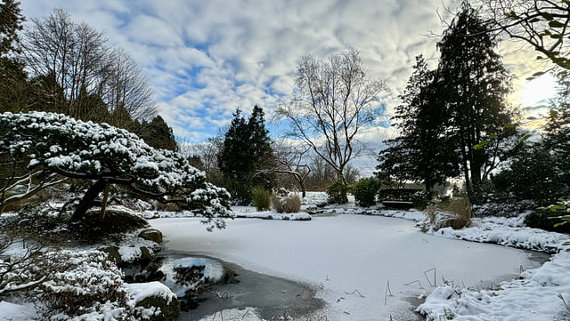 Winterstimmung am See im Loki-Schmidt-Garten