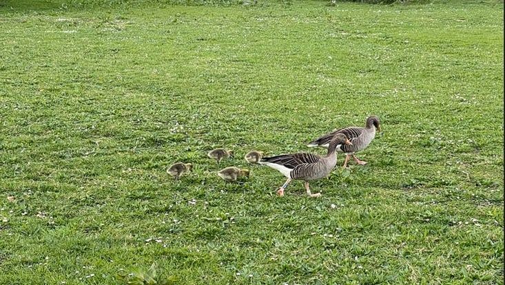 zwei Graugänse mit ihren vier Küken auf einer grünen Wiese im Loki-Schmidt-Garten