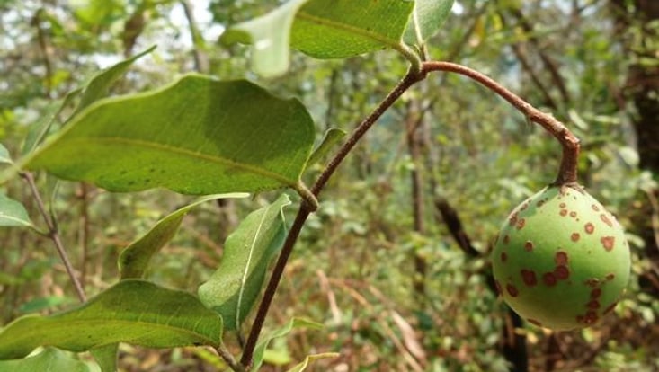 Landolphia camptoloba, die Pflanze in deren Blättern Aluminium mit einen Anteil von bis zu 4,5% an der Trockenmasse gefunden wurde